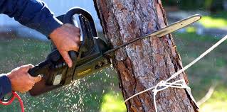 Best Commercial Tree Services  in Wellsville, UT