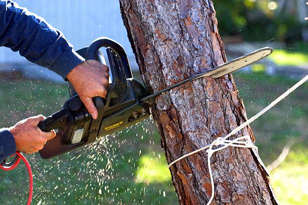 Wellsville, UT Tree Services Company